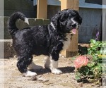 Small Photo #95 Aussiedoodle Puppy For Sale in CONWAY, SC, USA