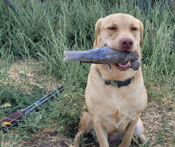 Medium Photo #4 Labrador Retriever Puppy For Sale in GRAHAM, WA, USA
