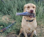 Small #3 Labrador Retriever