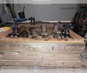Doberman Pinscher Puppy for sale in LA FAYETTE, GA, USA