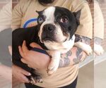 Small #1 Boston Terrier