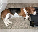 Small #2 Basset Hound