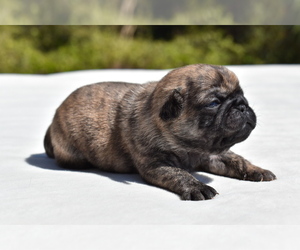 Pug Puppy for sale in PALM COAST, FL, USA