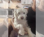 Small #3 Maltese Mix