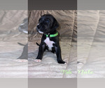 Puppy Black Male 3 Great Dane