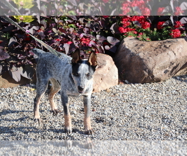Medium Photo #4 Australian Cattle Dog Puppy For Sale in SHILOH, OH, USA