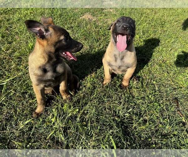 Medium Photo #3 Belgian Malinois Puppy For Sale in GREENVILLE, NC, USA