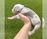 Puppy Lt Blue Catahoula Leopard Dog