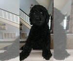 Small Photo #9 Labradoodle Puppy For Sale in RALEIGH, NC, USA