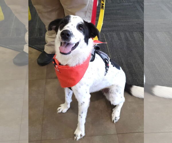 Medium Photo #1 Border Collie-Unknown Mix Puppy For Sale in Georgetown, KY, USA