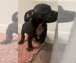 Puppy 3 American Bully