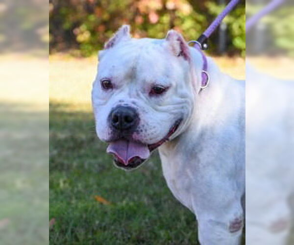 Medium Photo #6 American Pit Bull Terrier Puppy For Sale in Glen Allen, VA, USA