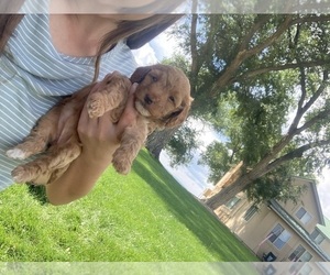 Goldendoodle (Miniature) Puppy for sale in OLATHE, CO, USA