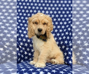 Cocker Spaniel Puppy for sale in DELTA, PA, USA