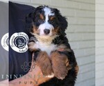 Small #1 Bernedoodle (Miniature)