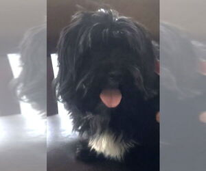 Havanese-Unknown Mix Dogs for adoption in Royal Palm Beach, FL, USA