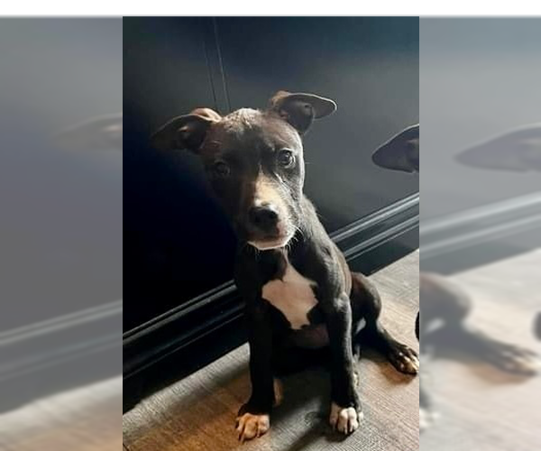 Medium Photo #4 American Pit Bull Terrier-Labrador Retriever Mix Puppy For Sale in OKLAHOMA CITY, OK, USA