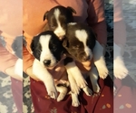 Small Photo #2 Border Collie Puppy For Sale in CHATFIELD, MN, USA