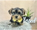 Small #5 Yorkshire Terrier
