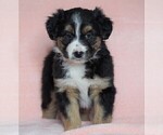 Small Photo #4 Australian Shepherd Puppy For Sale in FREDERICKSBG, OH, USA