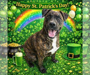 Mutt Dogs for adoption in Sistersville, WV, USA