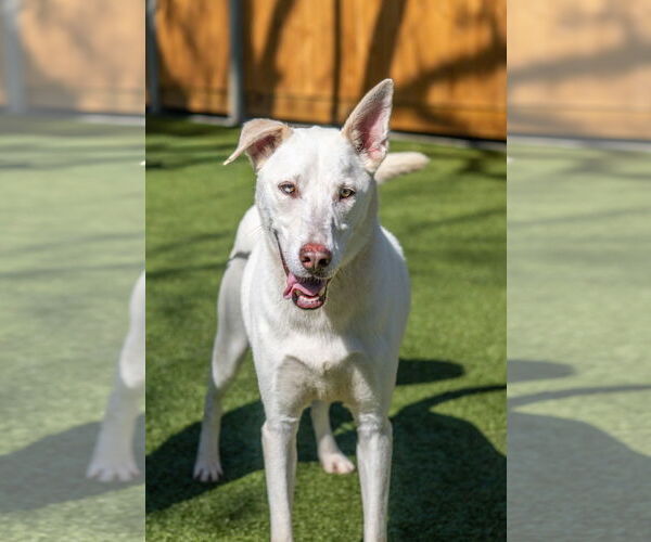 Medium Photo #2 Siberian Husky-Unknown Mix Puppy For Sale in Hilton Head, SC, USA