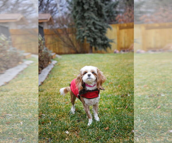 Medium Photo #5 Shih Tzu-Unknown Mix Puppy For Sale in Sandy, UT, USA