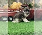 Small #3 Schnauzer (Miniature)