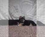 Small Photo #5 German Shepherd Dog Puppy For Sale in FENNVILLE, MI, USA