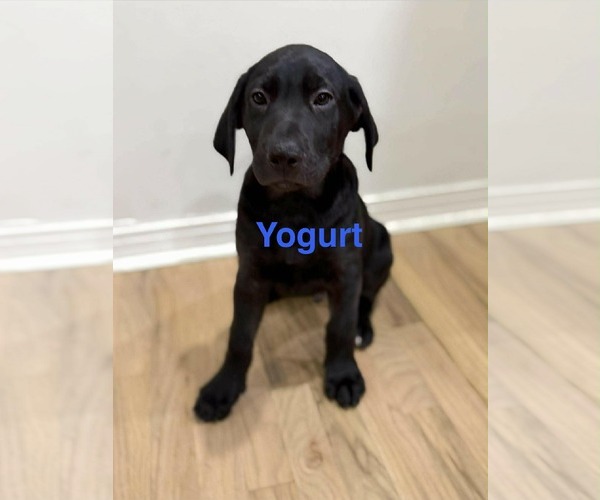 Medium Photo #3 Labrador Retriever-Unknown Mix Puppy For Sale in SHERBURNE, NY, USA