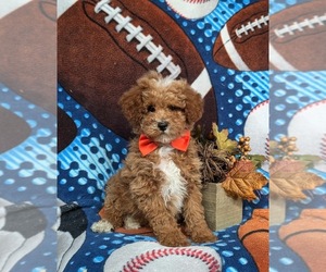 Poodle (Miniature) Puppy for sale in LEOLA, PA, USA