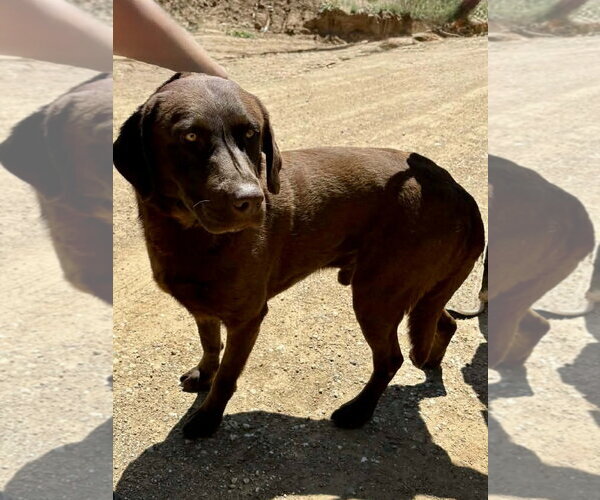 Medium Photo #1 Labrador Retriever-Unknown Mix Puppy For Sale in San Diego, CA, USA