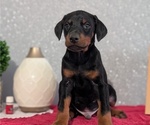 Small Photo #27 Doberman Pinscher Puppy For Sale in GOSHEN, IN, USA