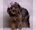 Small Photo #71 Poodle (Toy) Puppy For Sale in WARSAW, IN, USA