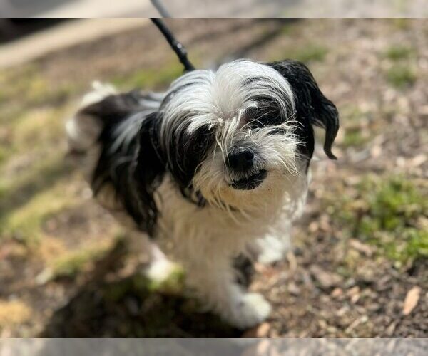 Medium Photo #3 Shih Tzu-Unknown Mix Puppy For Sale in New York, NY, USA