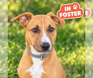 Labrador Retriever-Unknown Mix Dogs for adoption in Westminster, MD, USA