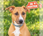 TED - Male Labrador Retriever-Unknown Mix Dog for Adoption - Small photo