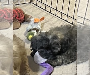 ShihPoo Puppy for sale in GLOUCESTER, VA, USA