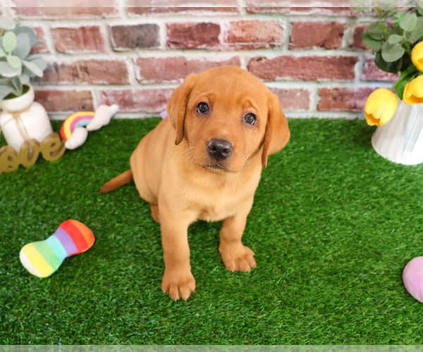Medium Photo #5 Labrador Retriever Puppy For Sale in SYRACUSE, IN, USA