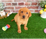 Small #4 Labrador Retriever