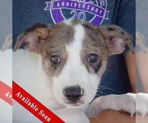 Australian Shepherd-Unknown Mix Dogs for adoption in Huntley, IL, USA