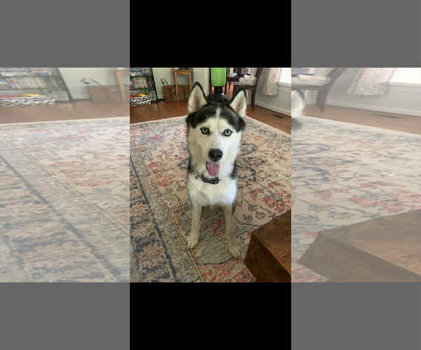 Medium Photo #2 - Mix Puppy For Sale in Holly Springs, NC, USA