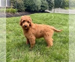 Small #6 Goldendoodle mix (+ Poodle Miniature)