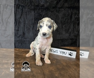 Medium Great Dane