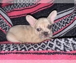 Small #1 French Bulldog