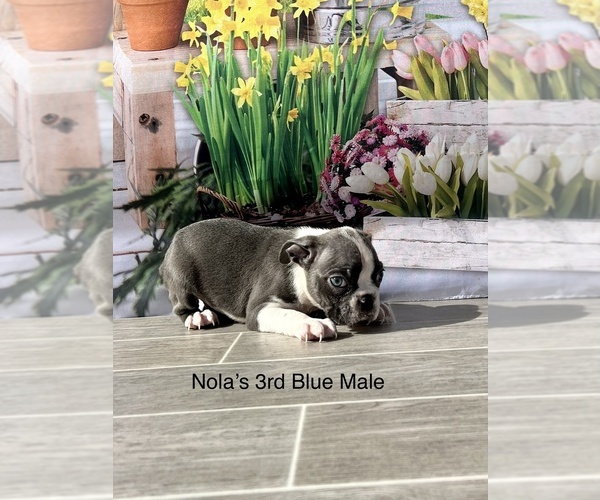 Medium Photo #3 Boston Terrier Puppy For Sale in EWING, KY, USA