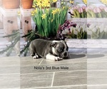 Small Photo #3 Boston Terrier Puppy For Sale in EWING, KY, USA