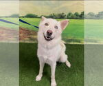 Small #3 Siberian Husky-white german shepherd Mix