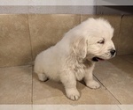 Small Photo #3 Golden Retriever Puppy For Sale in WOOSTER, OH, USA