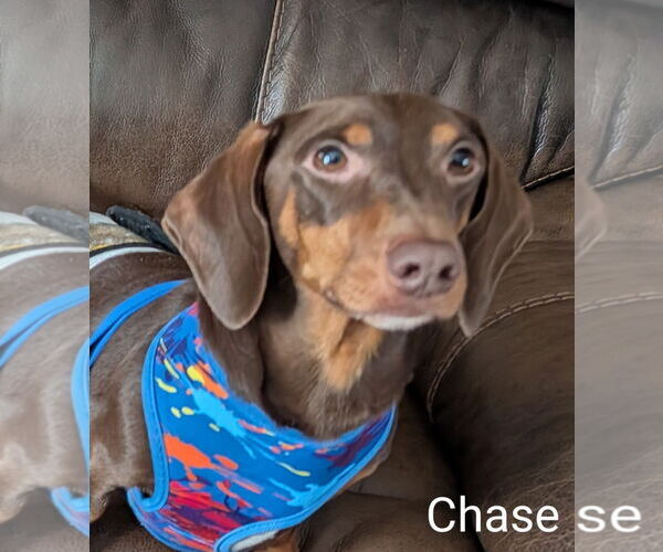 Medium Photo #1 Dachshund Puppy For Sale in Sioux Falls, SD, USA